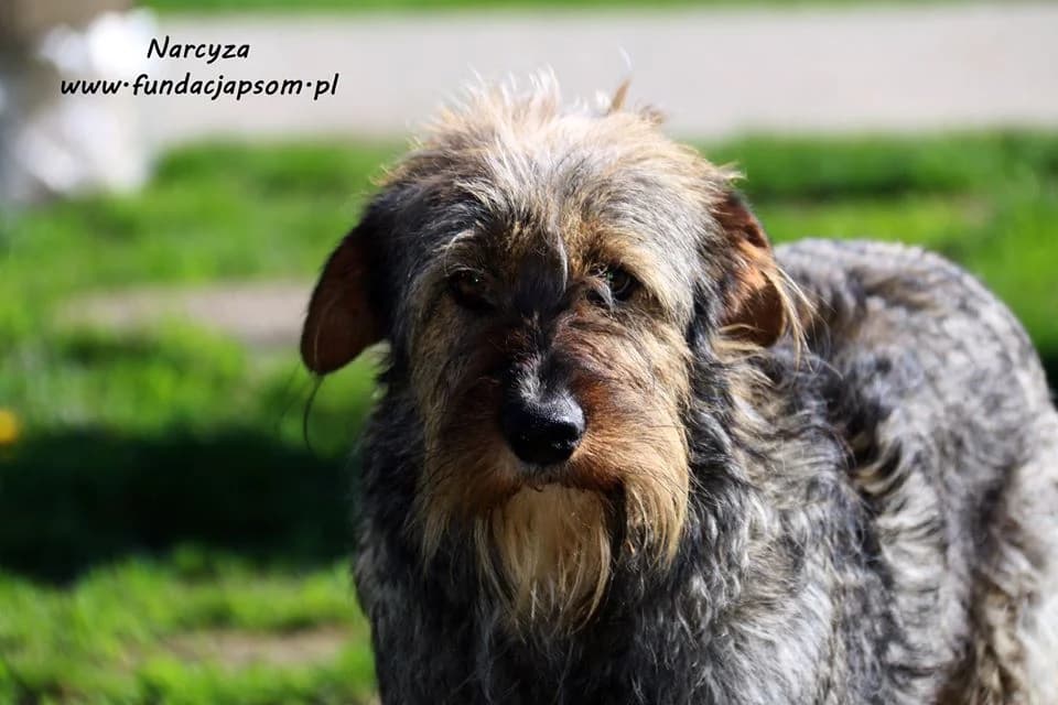 Narcyza, female mixed breed for adoption at Fundacja Przyjaciele Braci Mniejszych