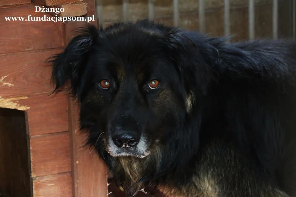 Dżango, male mixed breed for adoption at Fundacja Przyjaciele Braci Mniejszych