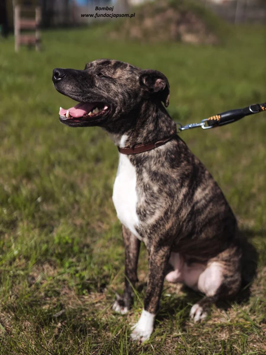 Bombaj, male mixed breed for adoption at Fundacja Przyjaciele Braci Mniejszych