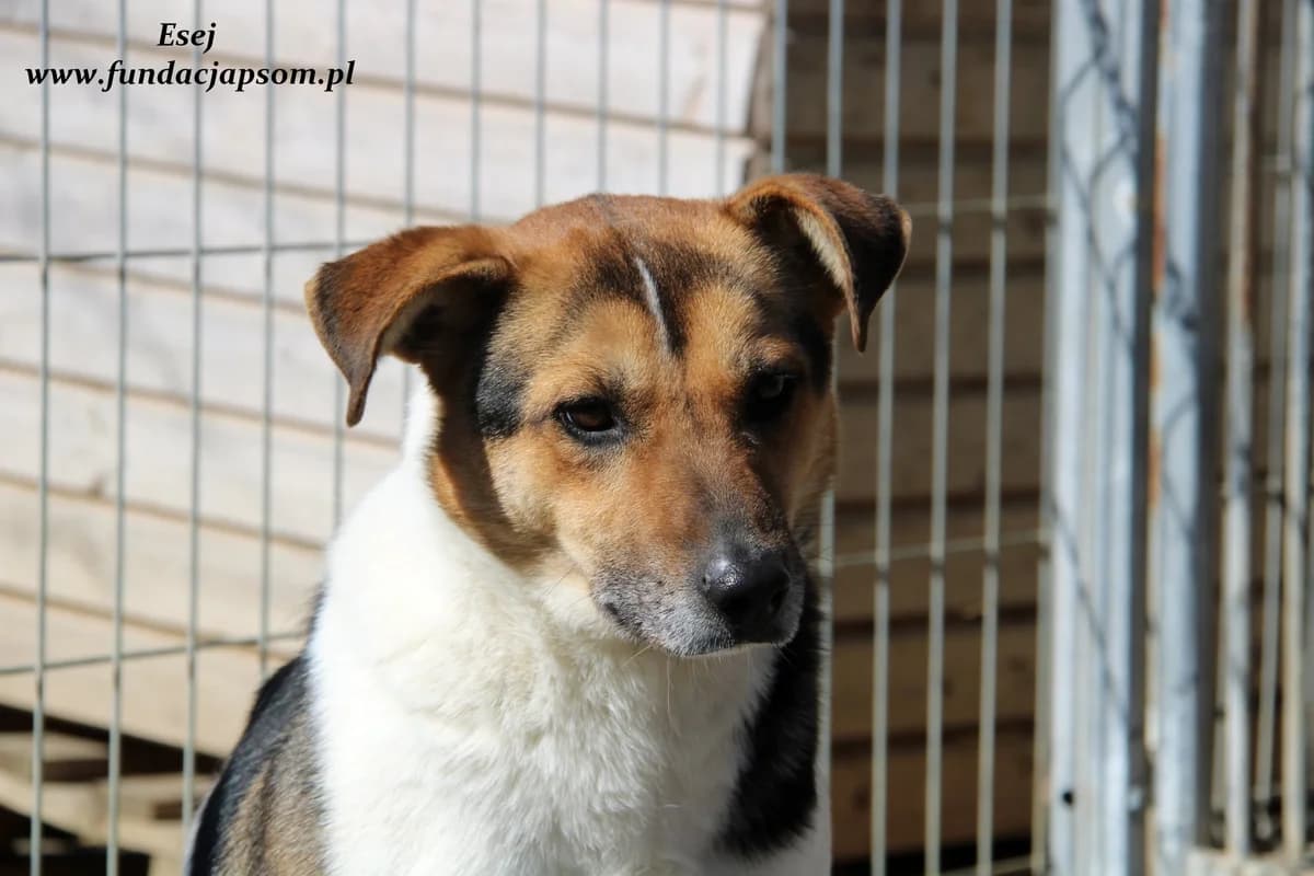 Esej, male mixed breed for adoption at Fundacja Przyjaciele Braci Mniejszych