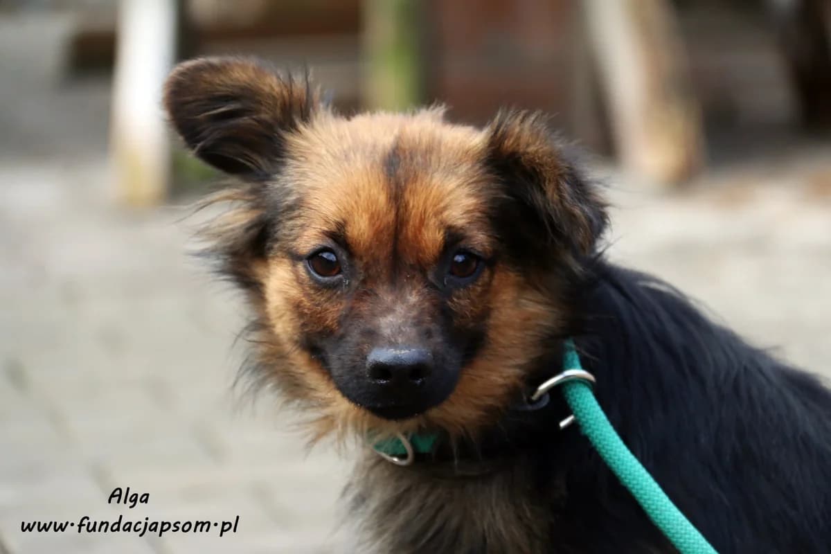 Alga, female mixed breed for adoption at Fundacja Przyjaciele Braci Mniejszych