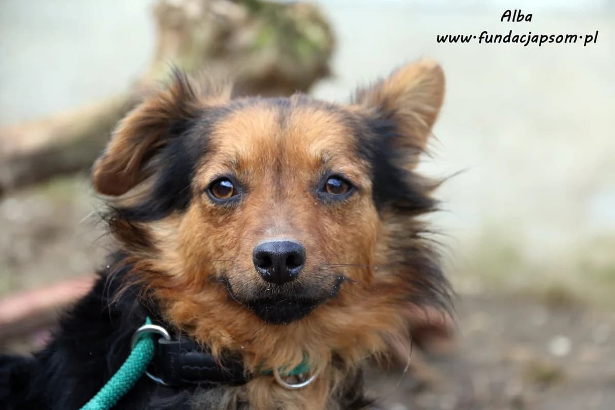 Alba, female mixed breed for adoption at Fundacja Przyjaciele Braci Mniejszych