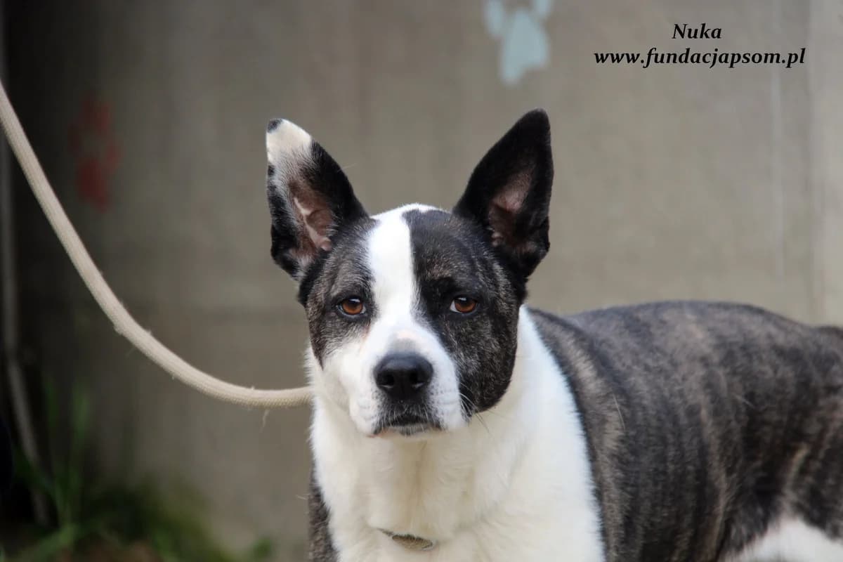 Nuka, female mixed breed for adoption at Fundacja Przyjaciele Braci Mniejszych