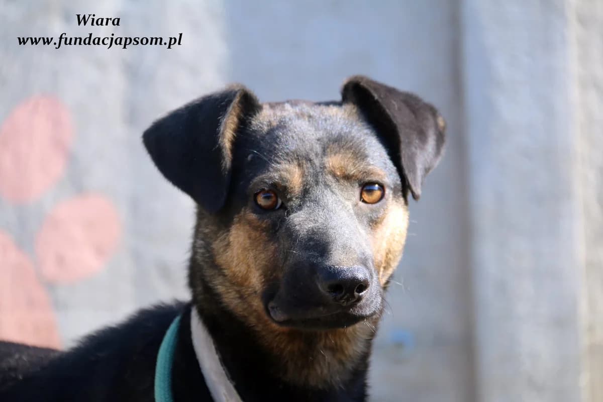 Wiara, female mixed breed for adoption at Fundacja Przyjaciele Braci Mniejszych