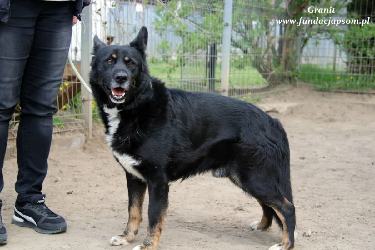 Granit, male mixed breed for adoption at Fundacja Przyjaciele Braci Mniejszych