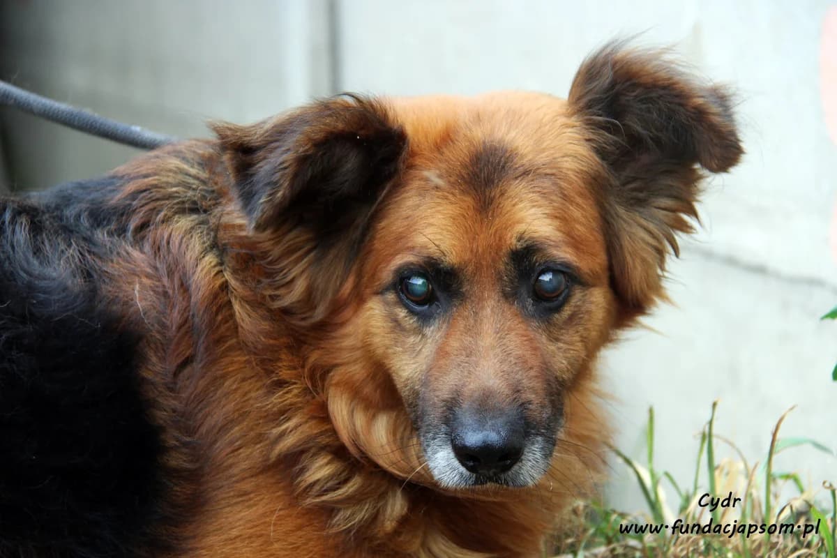 Cydr, male mixed breed for adoption at Fundacja Przyjaciele Braci Mniejszych