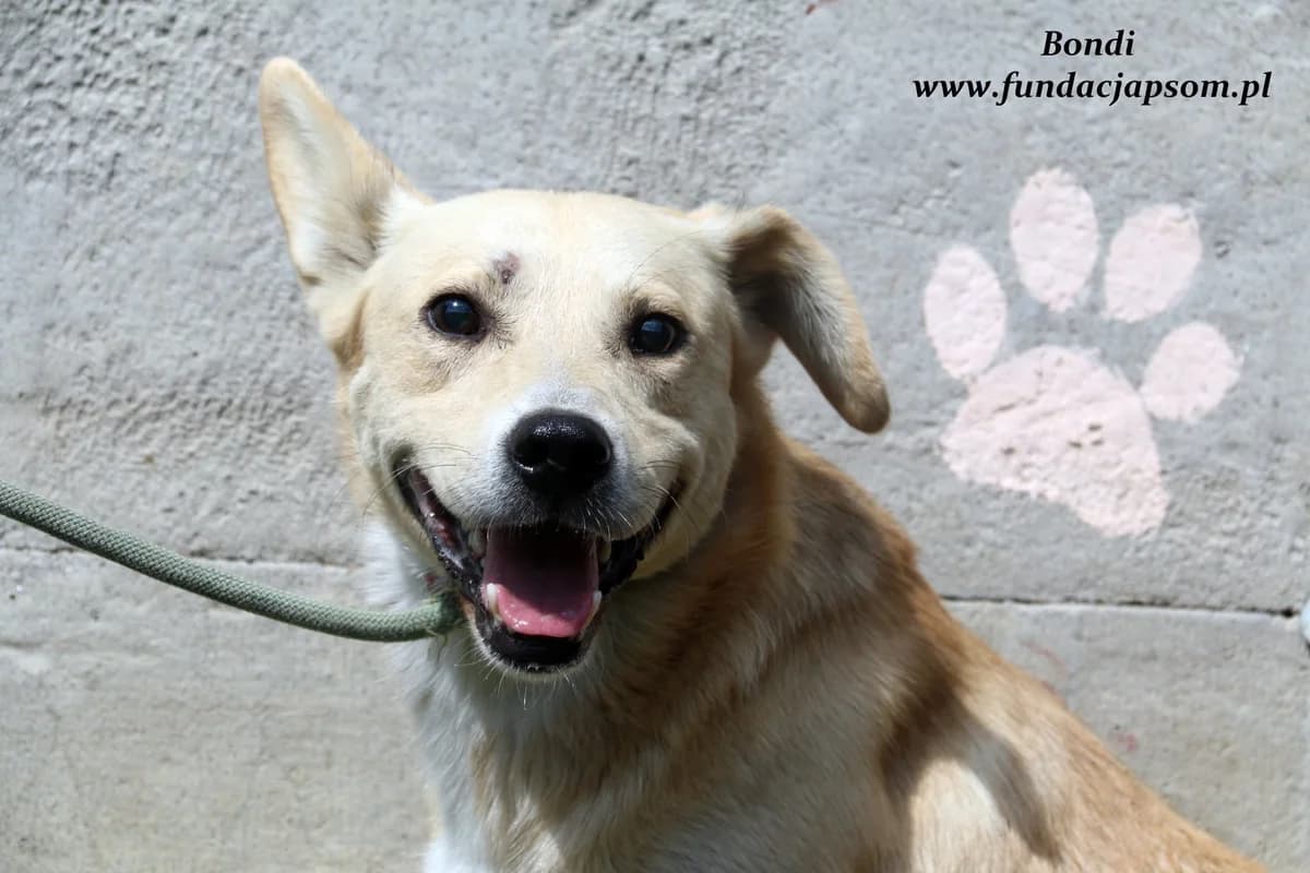 Bondi, male mixed breed for adoption at Fundacja Przyjaciele Braci Mniejszych