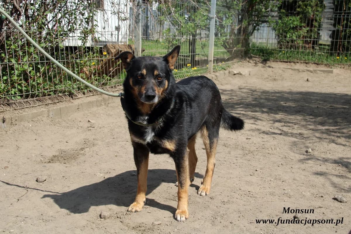 Monsun, male mixed breed for adoption at Fundacja Przyjaciele Braci Mniejszych