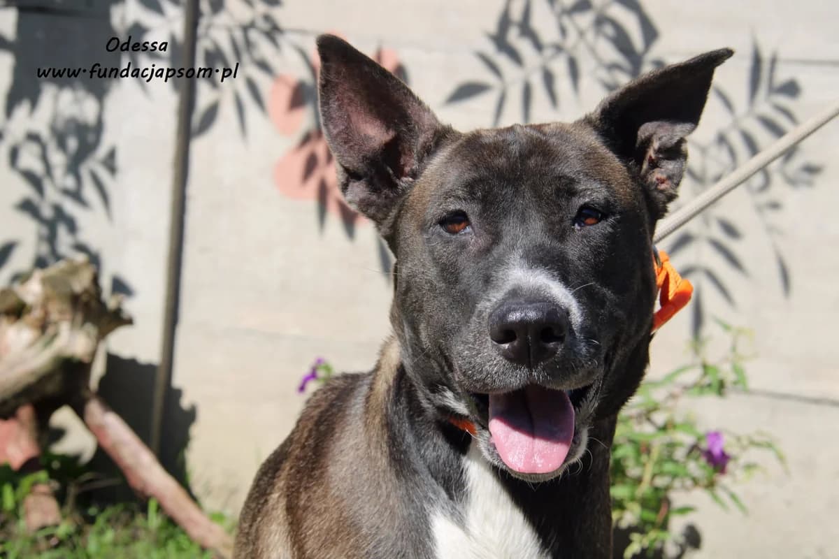 Odessa, female mixed breed for adoption at Fundacja Przyjaciele Braci Mniejszych