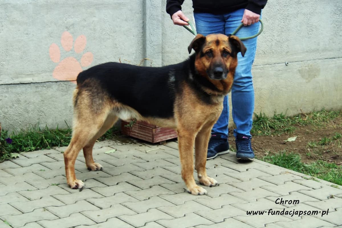 Chrom, male mixed breed for adoption at Fundacja Przyjaciele Braci Mniejszych
