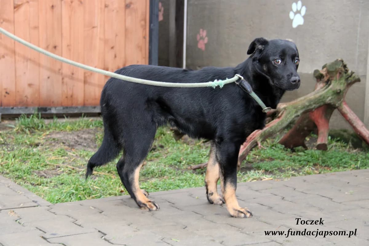 Toczek, male mixed breed for adoption at Fundacja Przyjaciele Braci Mniejszych
