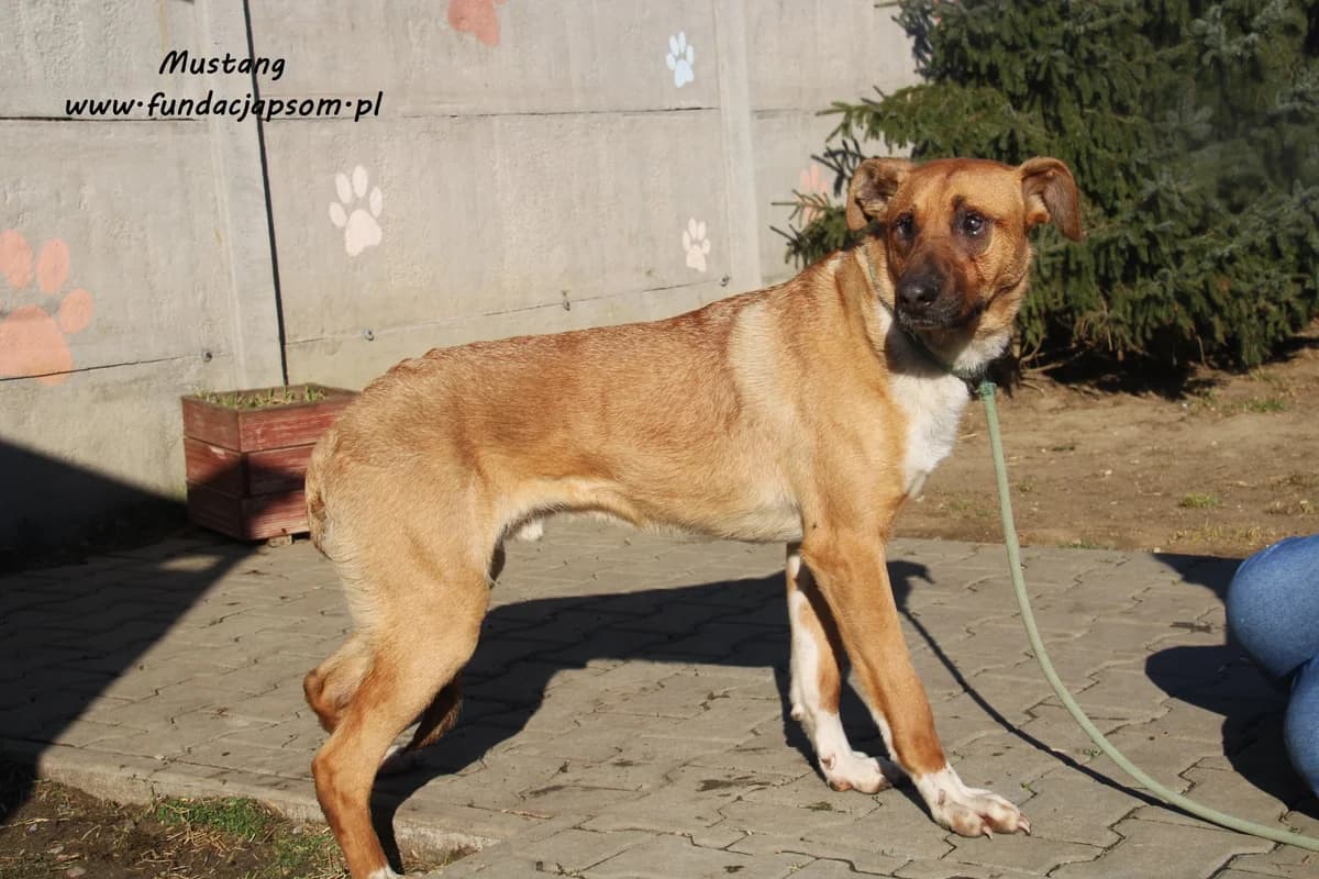 Mustang, male mixed breed for adoption at Fundacja Przyjaciele Braci Mniejszych