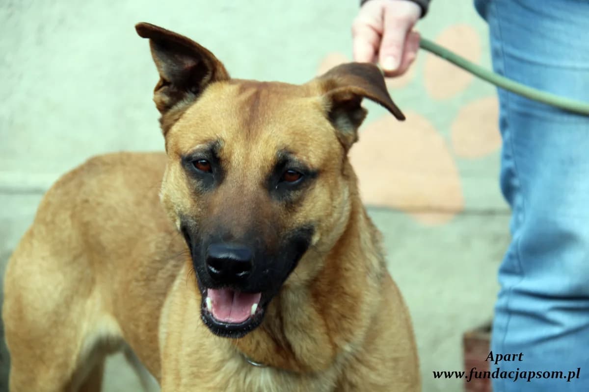 Apart, male mixed breed for adoption at Fundacja Przyjaciele Braci Mniejszych