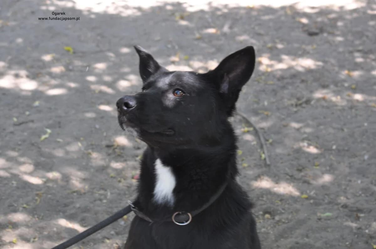 Ogarek, male puppy mixed breed for adoption at Fundacja Przyjaciele Braci Mniejszych