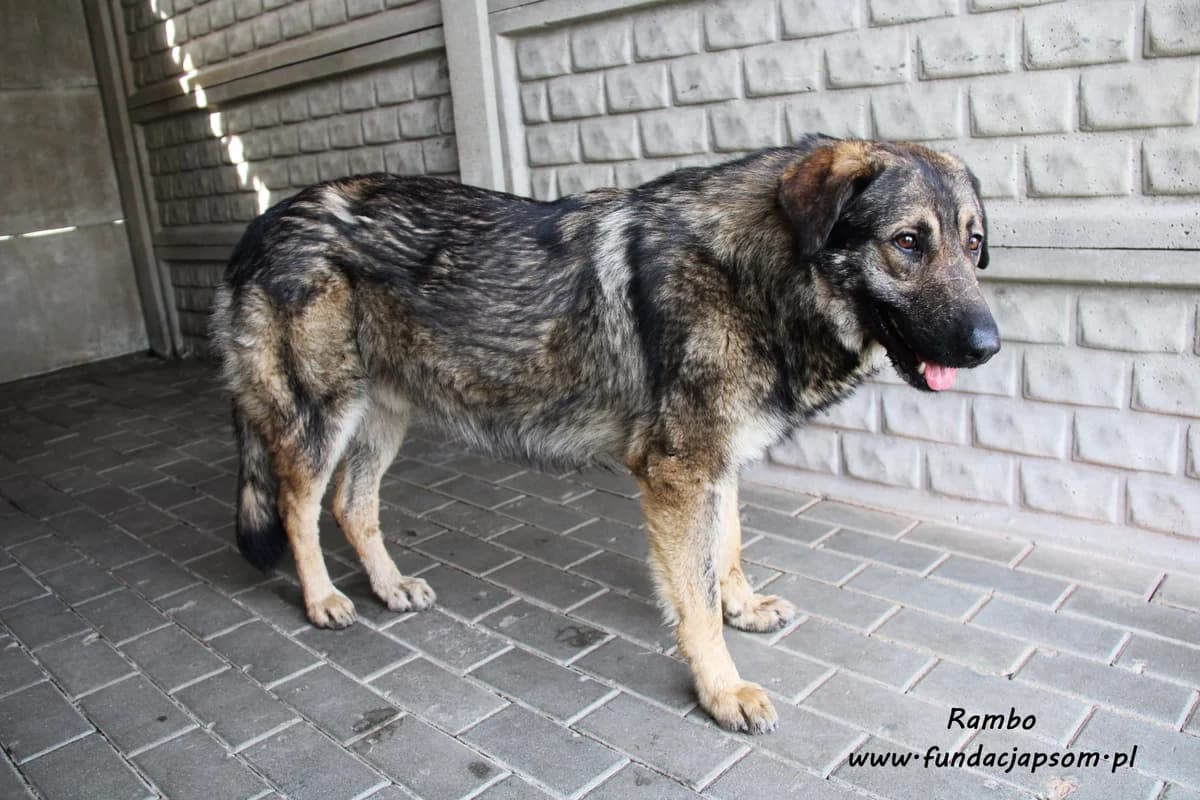 Rambo, male mixed breed for adoption at Fundacja Przyjaciele Braci Mniejszych