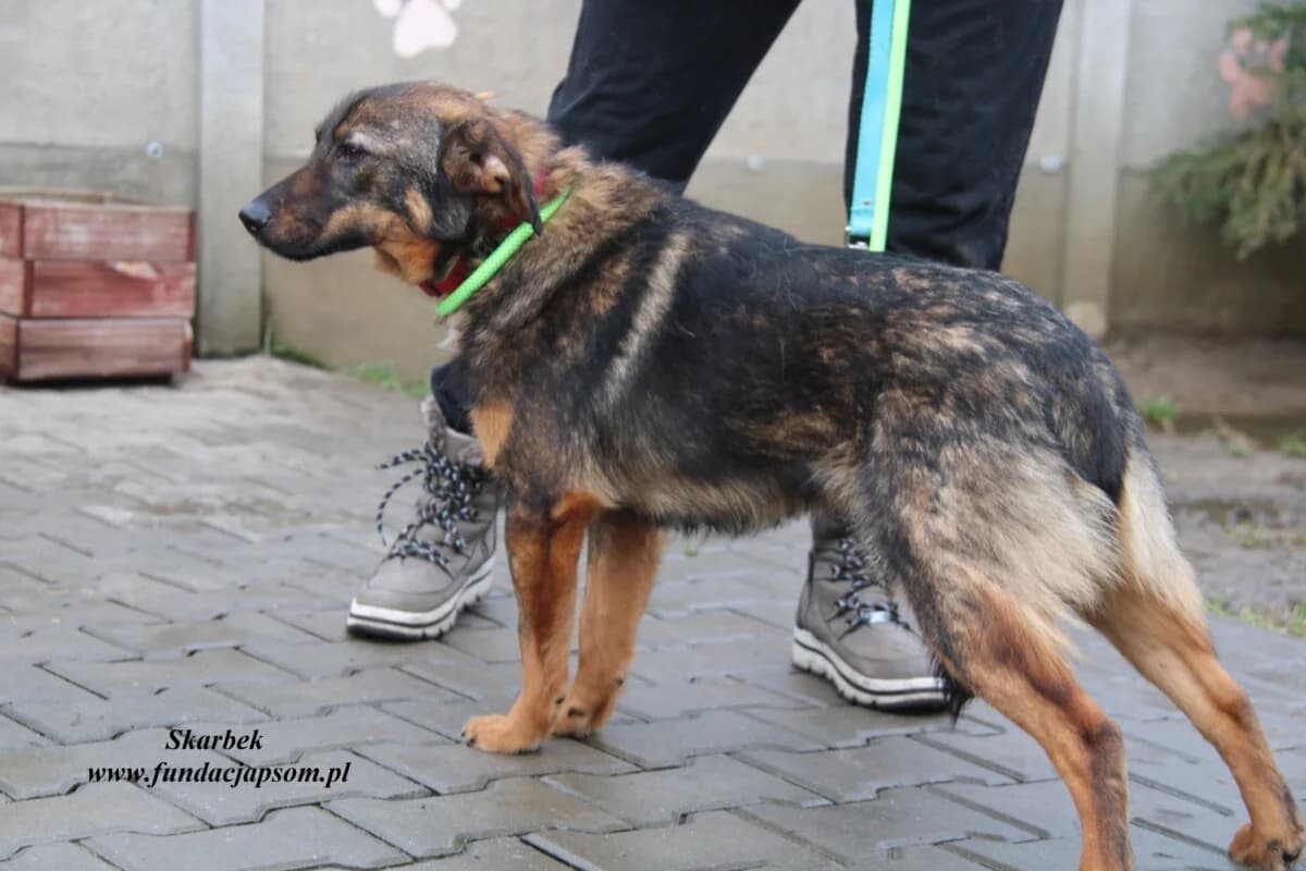 Skarbek, male mixed breed for adoption at Fundacja Przyjaciele Braci Mniejszych
