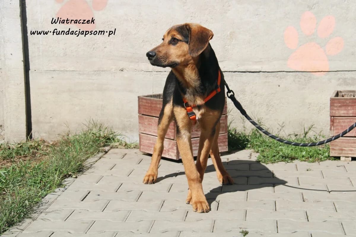 Wiatraczek, male mixed breed for adoption at Fundacja Przyjaciele Braci Mniejszych