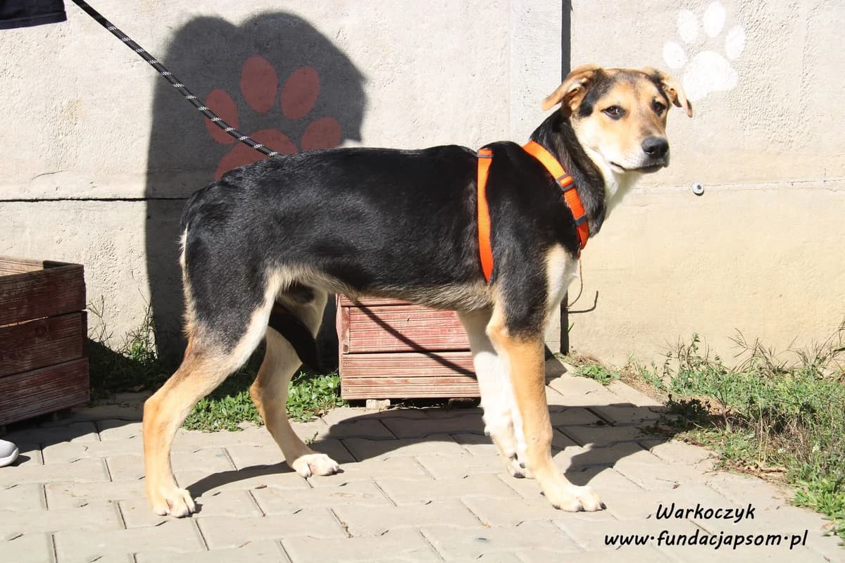 Warkoczyk, male mixed breed for adoption at Fundacja Przyjaciele Braci Mniejszych
