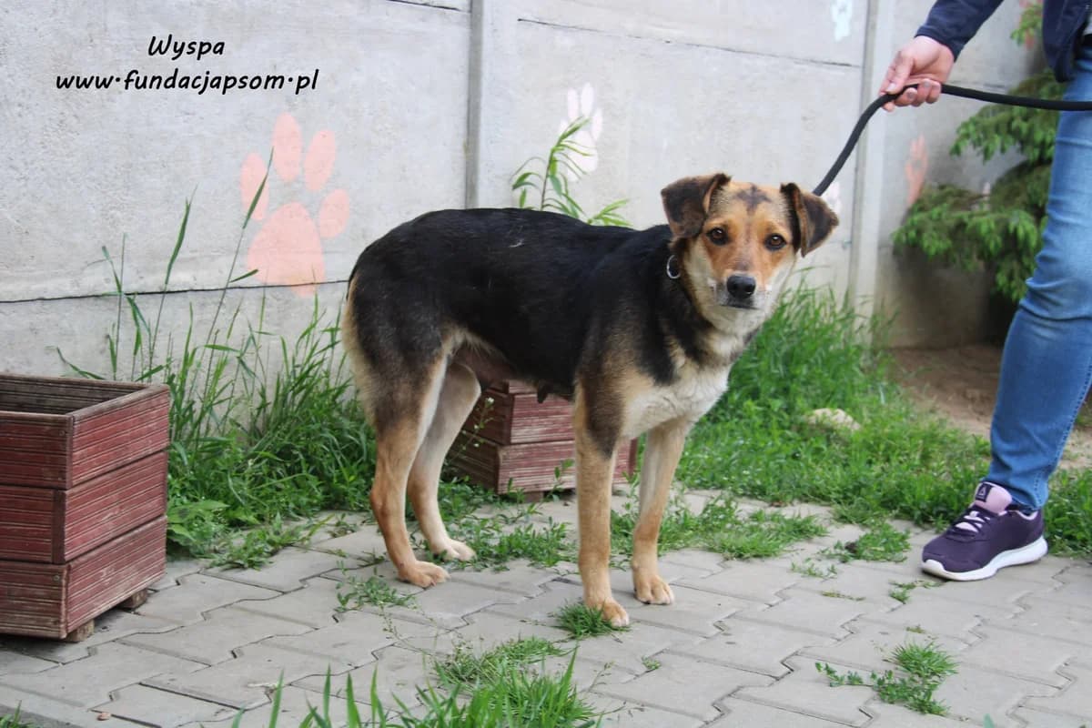 Wyspa, female mixed breed for adoption at Fundacja Przyjaciele Braci Mniejszych