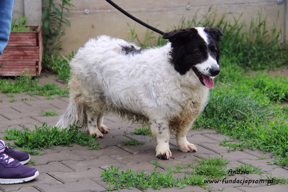 Andzia, female mixed breed for adoption at Fundacja Przyjaciele Braci Mniejszych