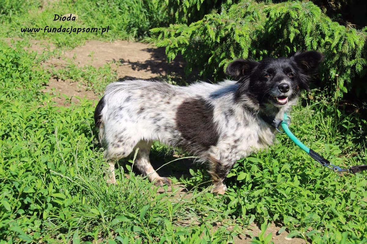 Dioda, female mixed breed for adoption at Fundacja Przyjaciele Braci Mniejszych