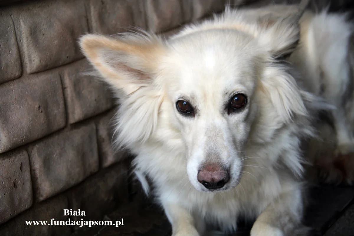 Biała, female mixed breed for adoption at Fundacja Przyjaciele Braci Mniejszych