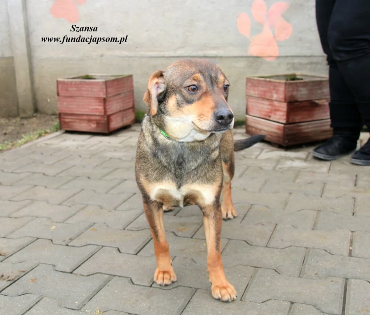 Szansa, female 4yo mixed breed for adoption at Fundacja Przyjaciele Braci Mniejszych