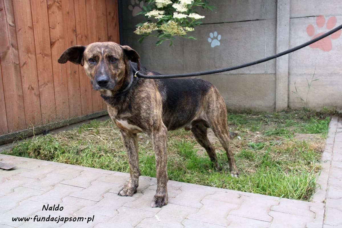 Naldo, male mixed breed for adoption at Fundacja Przyjaciele Braci Mniejszych