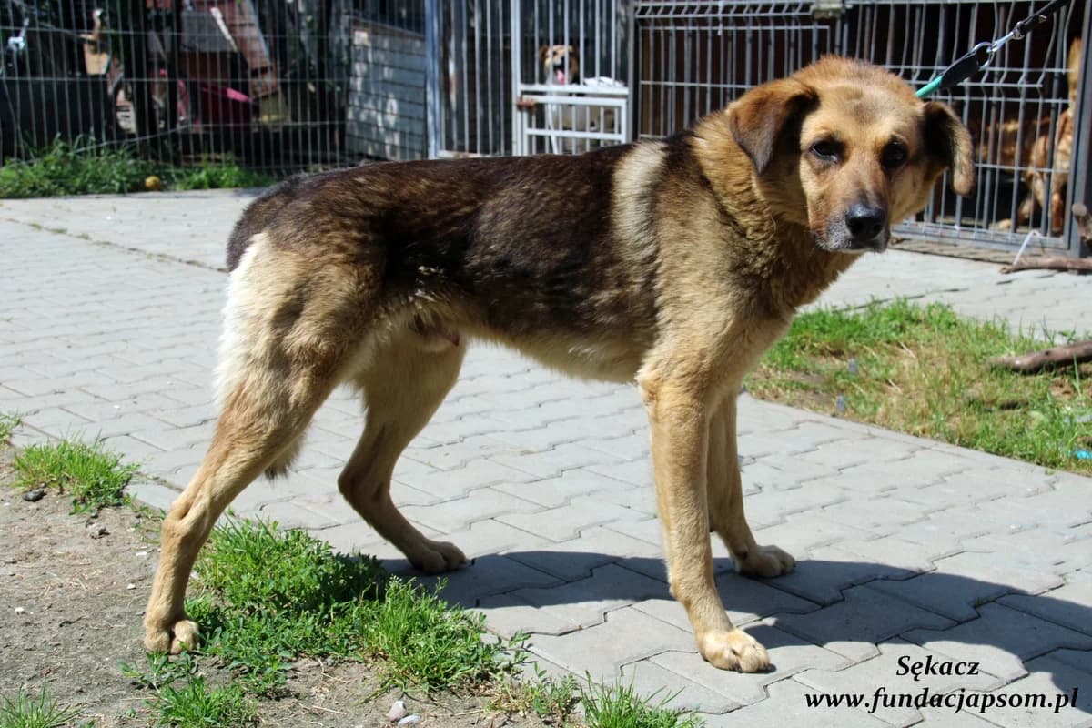 Sękacz, male mixed breed for adoption at Fundacja Przyjaciele Braci Mniejszych