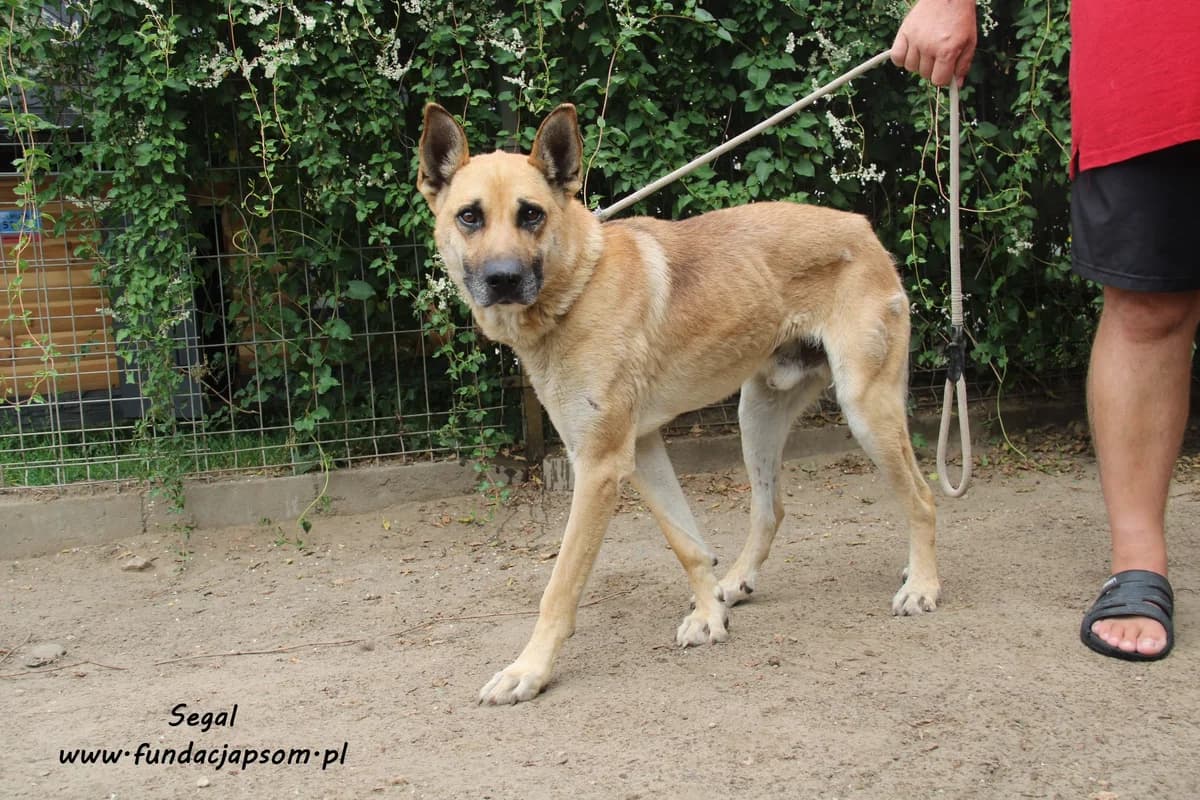 Segal, male mixed breed for adoption at Fundacja Przyjaciele Braci Mniejszych
