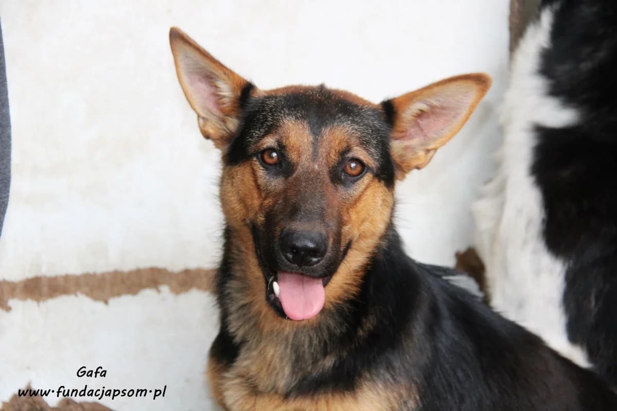 Gafa, female mixed breed for adoption at Fundacja Przyjaciele Braci Mniejszych