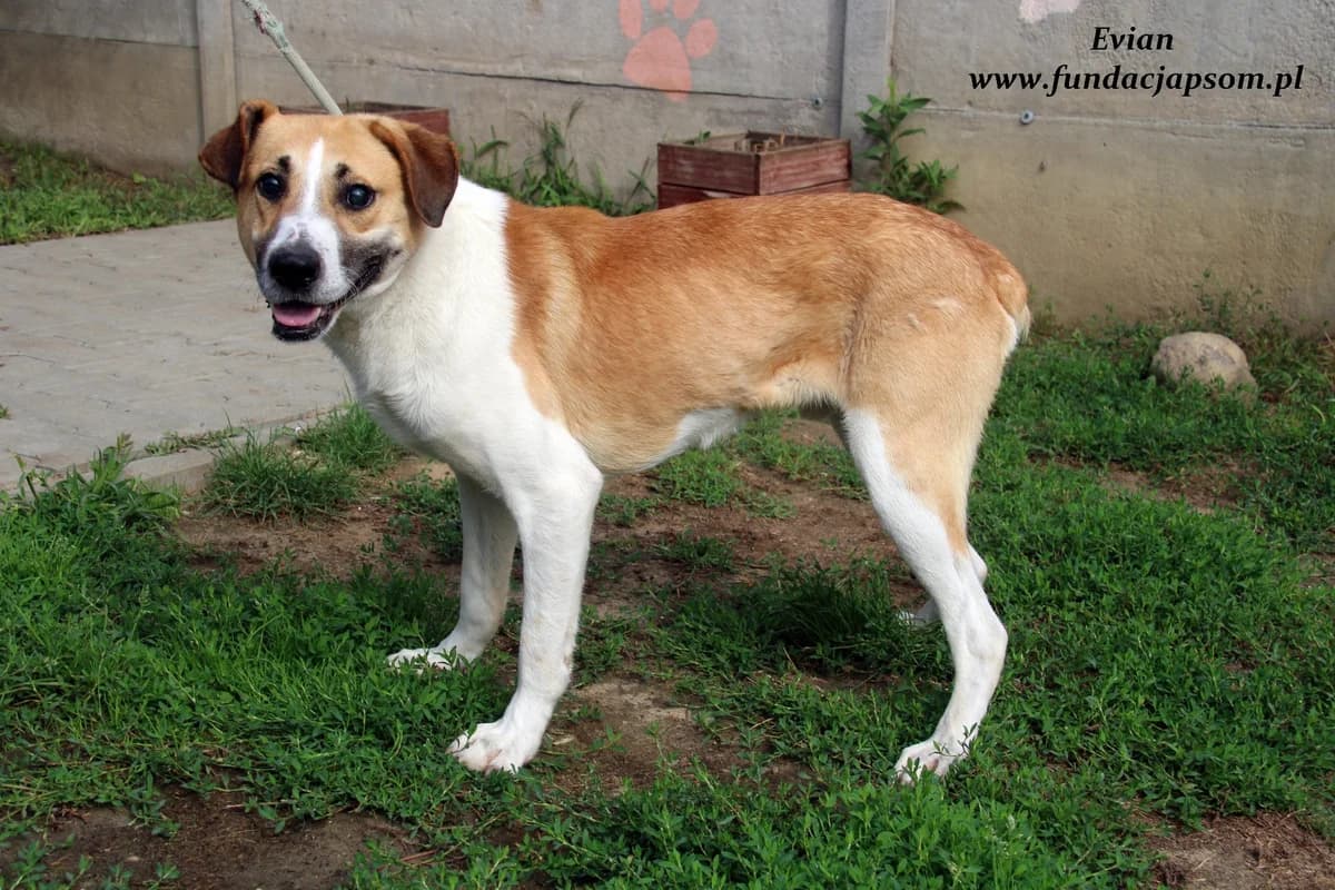 Evian, male mixed breed for adoption at Fundacja Przyjaciele Braci Mniejszych