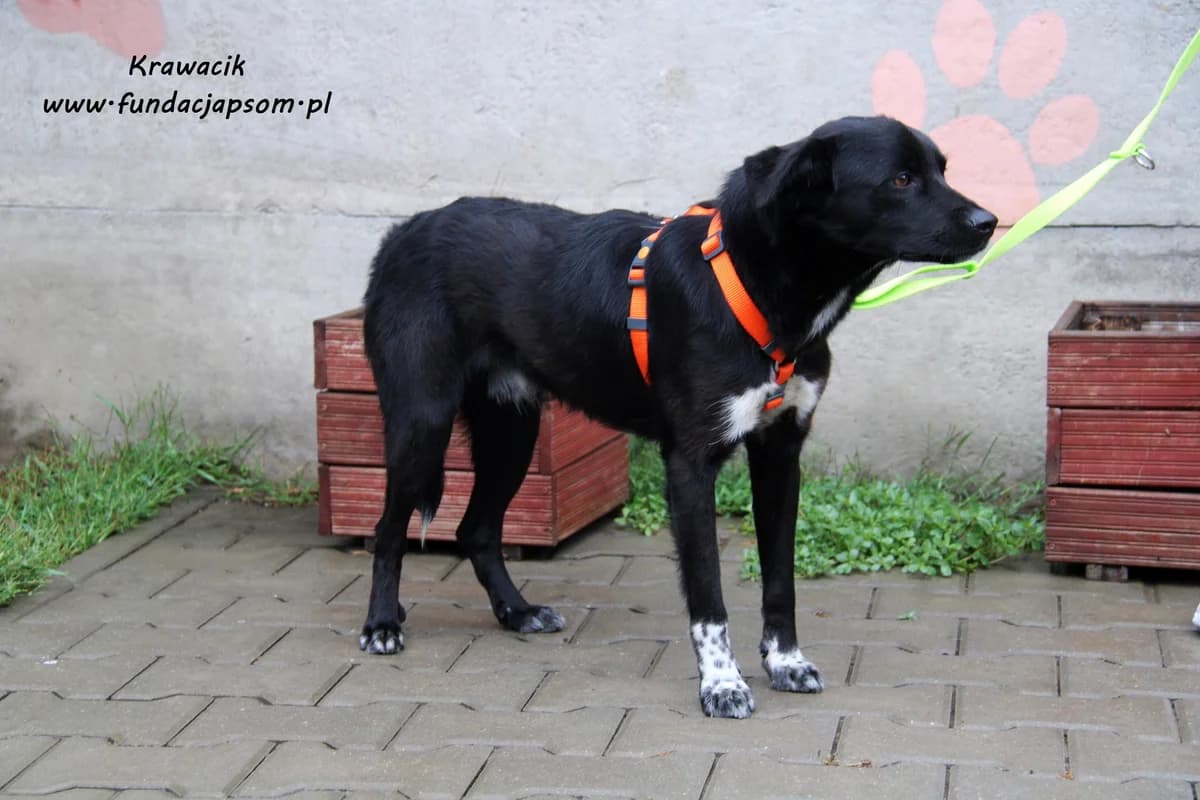 Krawacik, male mixed breed for adoption at Fundacja Przyjaciele Braci Mniejszych