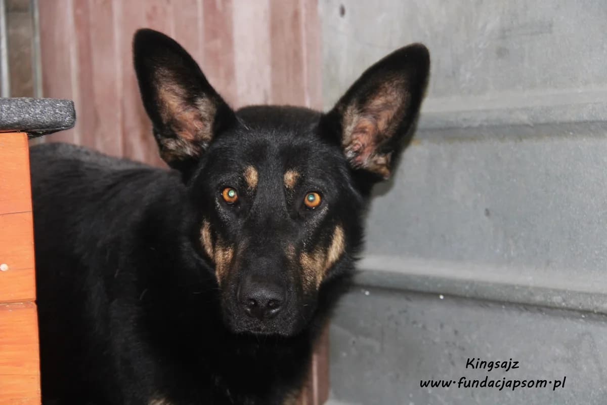 Kingsajz, male mixed breed for adoption at Fundacja Przyjaciele Braci Mniejszych