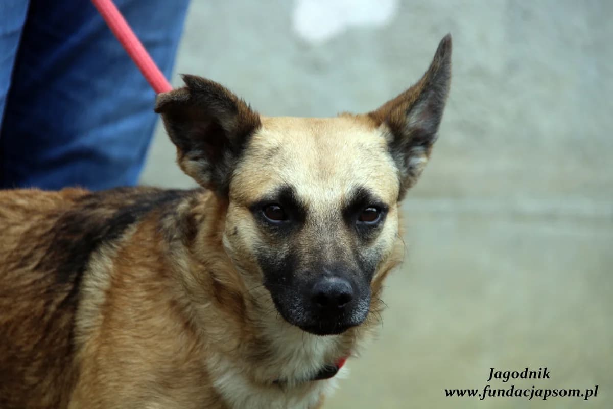 Jagodnik, male mixed breed for adoption at Fundacja Przyjaciele Braci Mniejszych