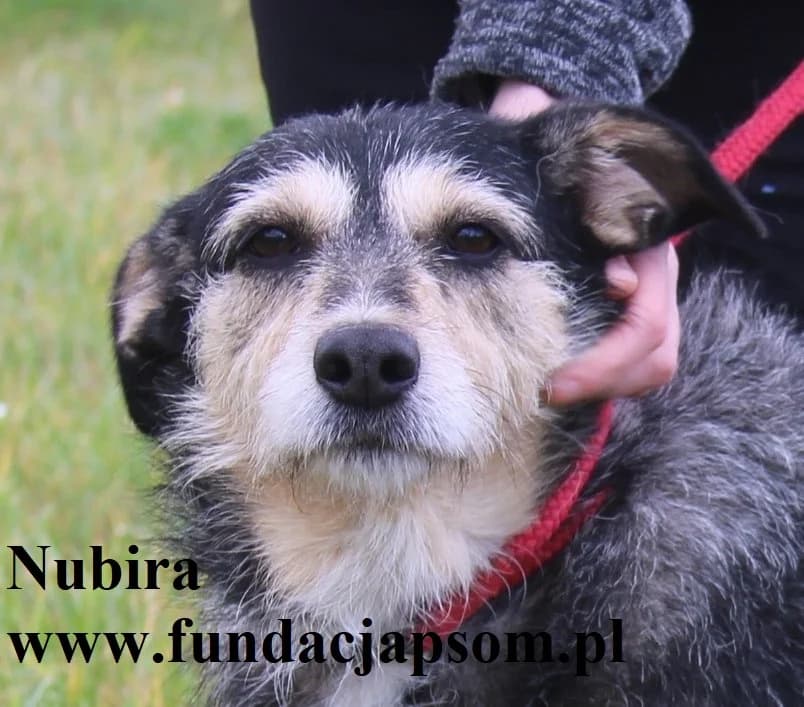 Nubira, female mixed breed for adoption at Fundacja Przyjaciele Braci Mniejszych
