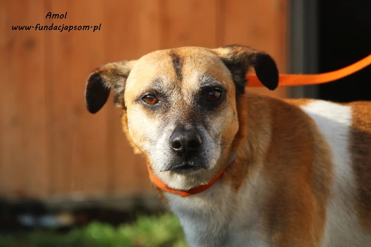 Amol, male mixed breed for adoption at Fundacja Przyjaciele Braci Mniejszych