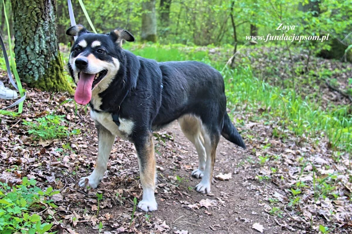 Zoya, female mixed breed for adoption at Fundacja Przyjaciele Braci Mniejszych
