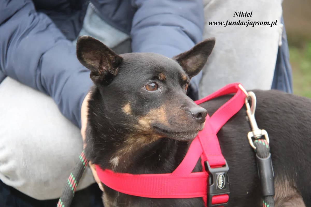 Nikiel, male mixed breed for adoption at Fundacja Przyjaciele Braci Mniejszych