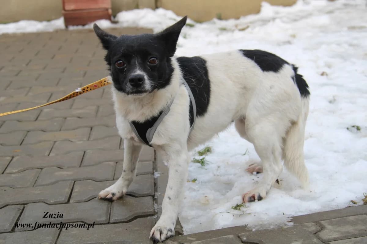 Zuzia, female mixed breed for adoption at Fundacja Przyjaciele Braci Mniejszych
