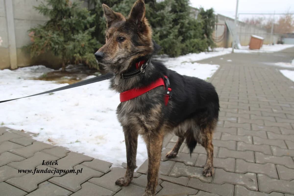 Lotek, male mixed breed for adoption at Fundacja Przyjaciele Braci Mniejszych