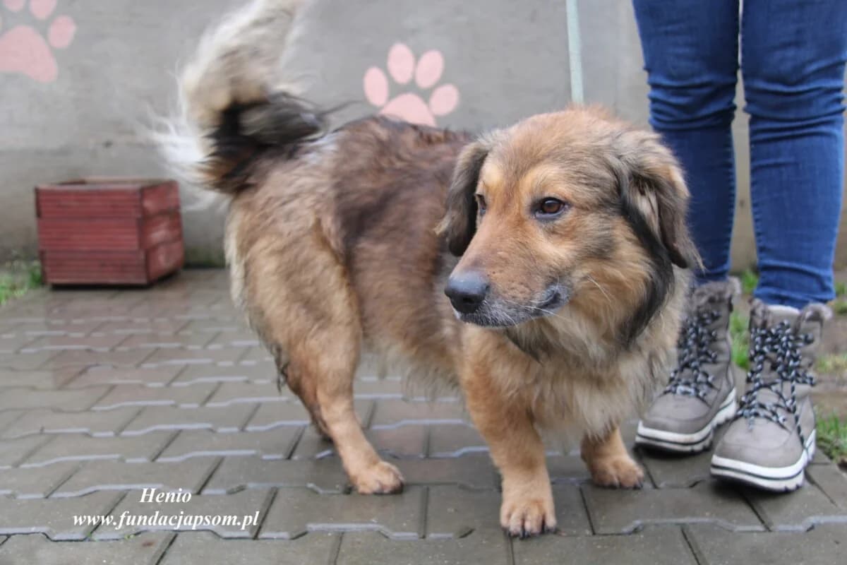 Henio, male mixed breed for adoption at Fundacja Przyjaciele Braci Mniejszych