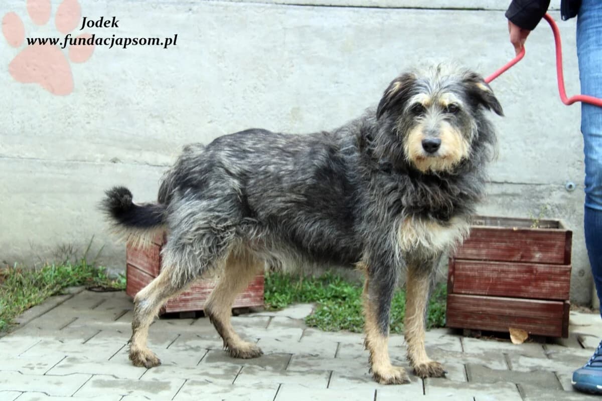 Jodek, male mixed breed for adoption at Fundacja Przyjaciele Braci Mniejszych