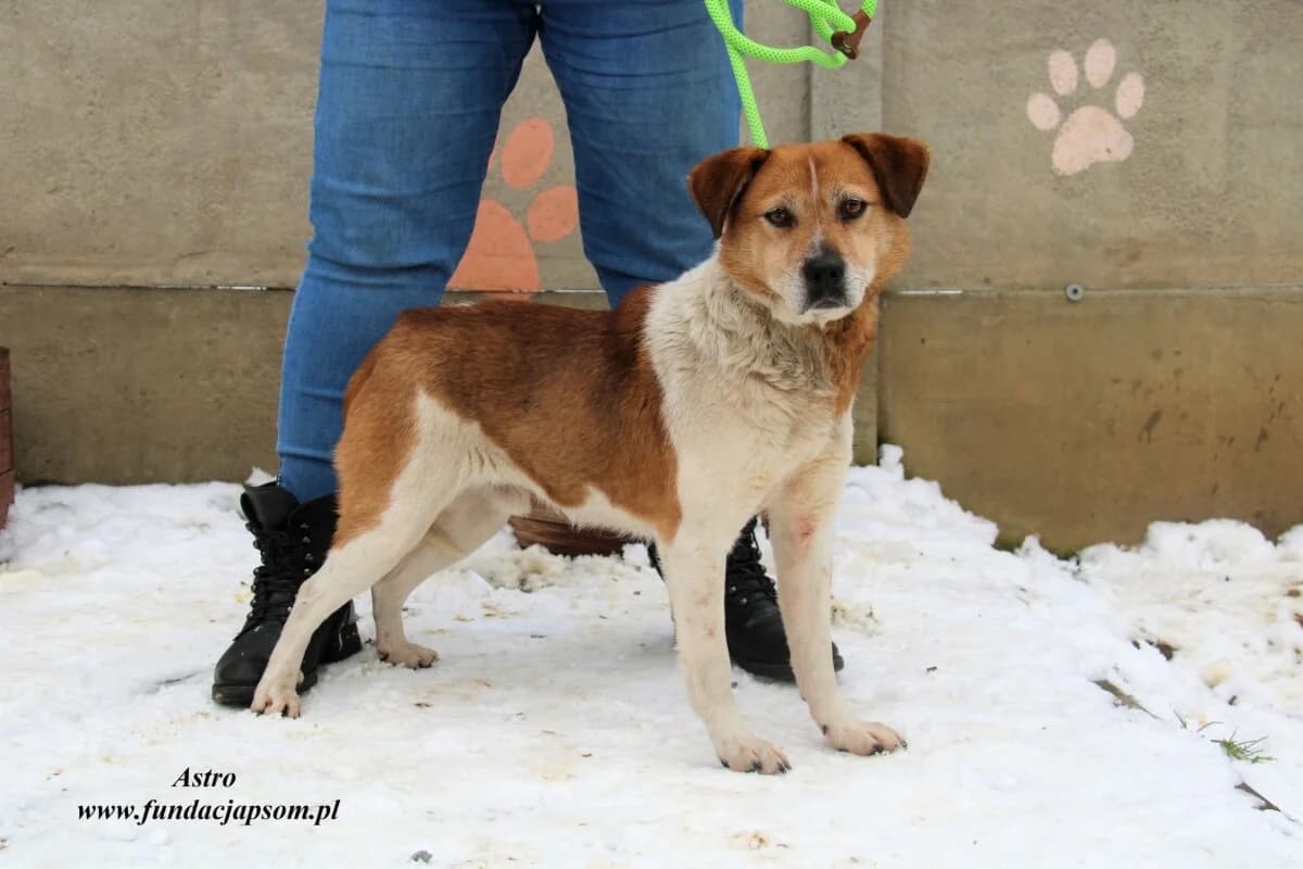 Astro, male mixed breed for adoption at Fundacja Przyjaciele Braci Mniejszych