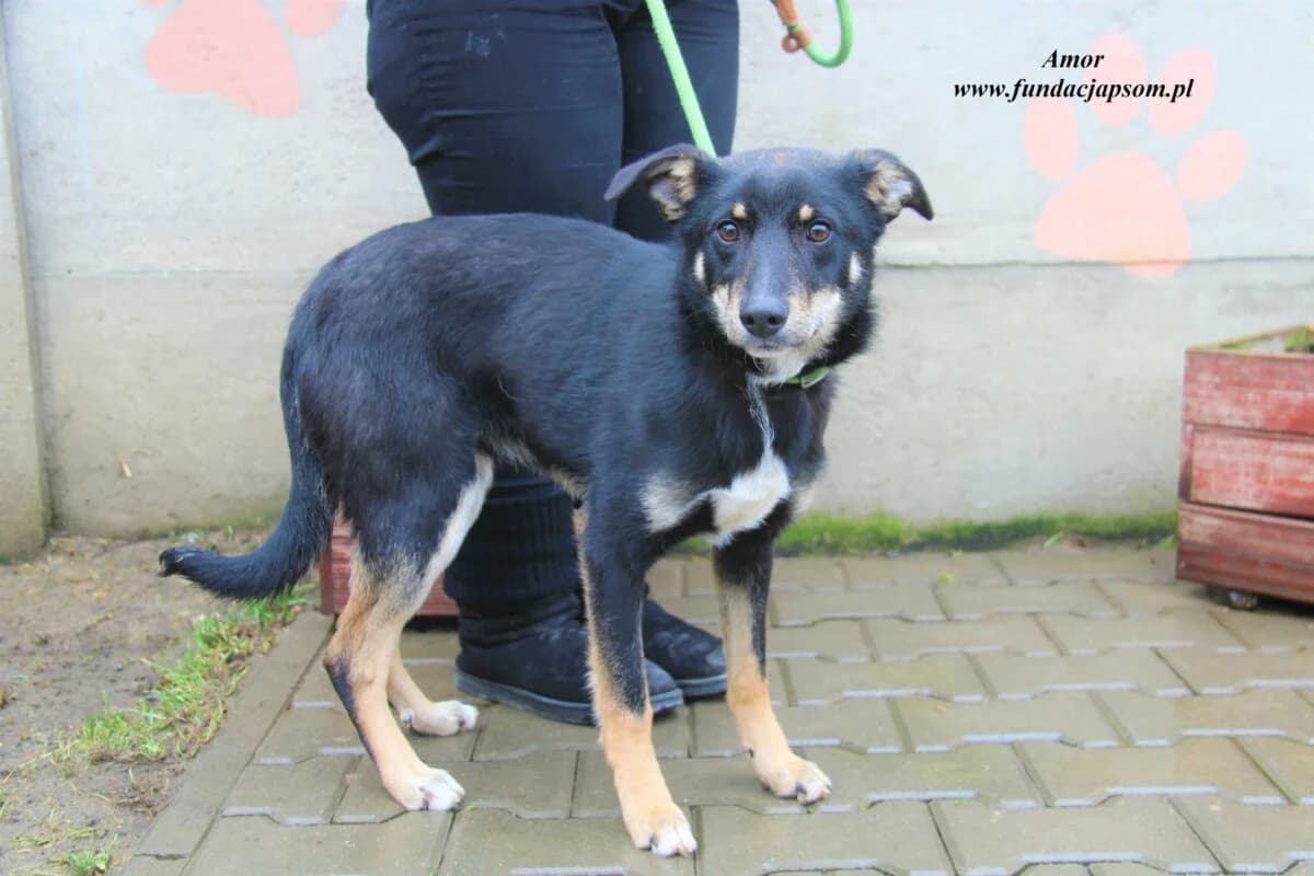 Amor, male 3yo mixed breed for adoption at Fundacja Przyjaciele Braci Mniejszych