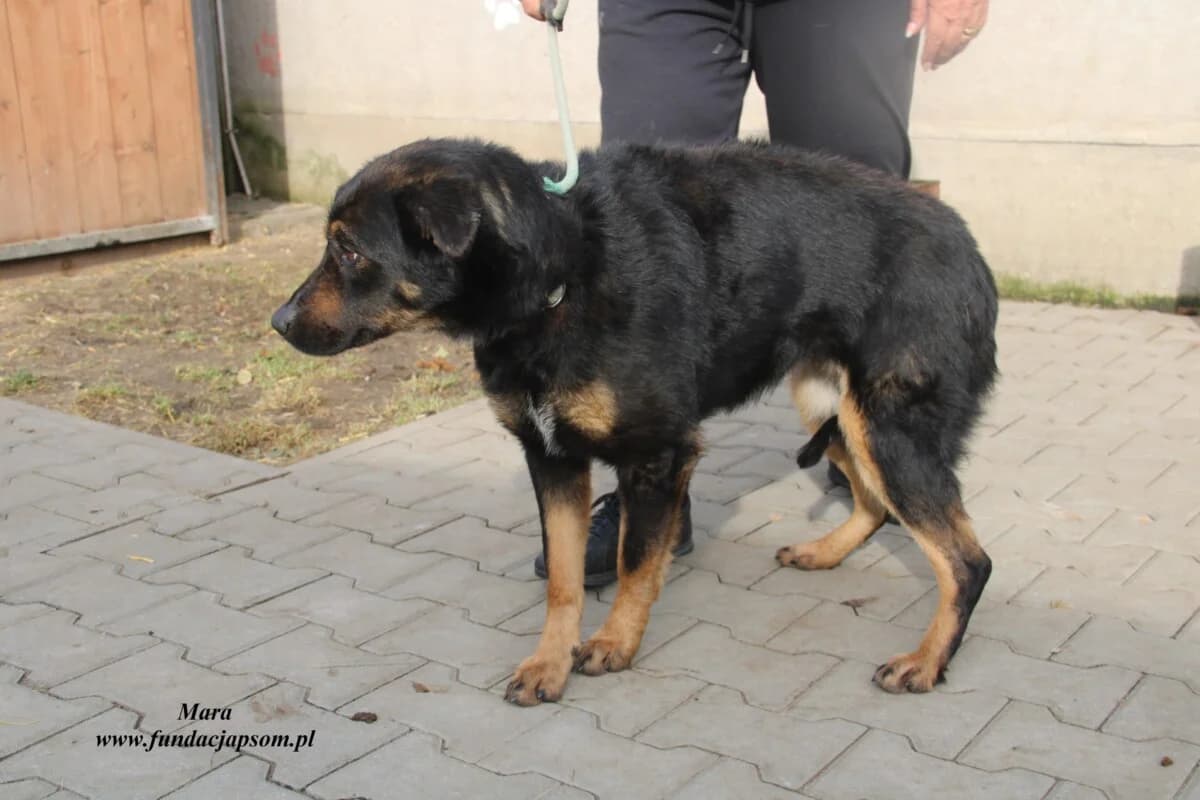 Mara, female 3yo mixed breed for adoption at Fundacja Przyjaciele Braci Mniejszych
