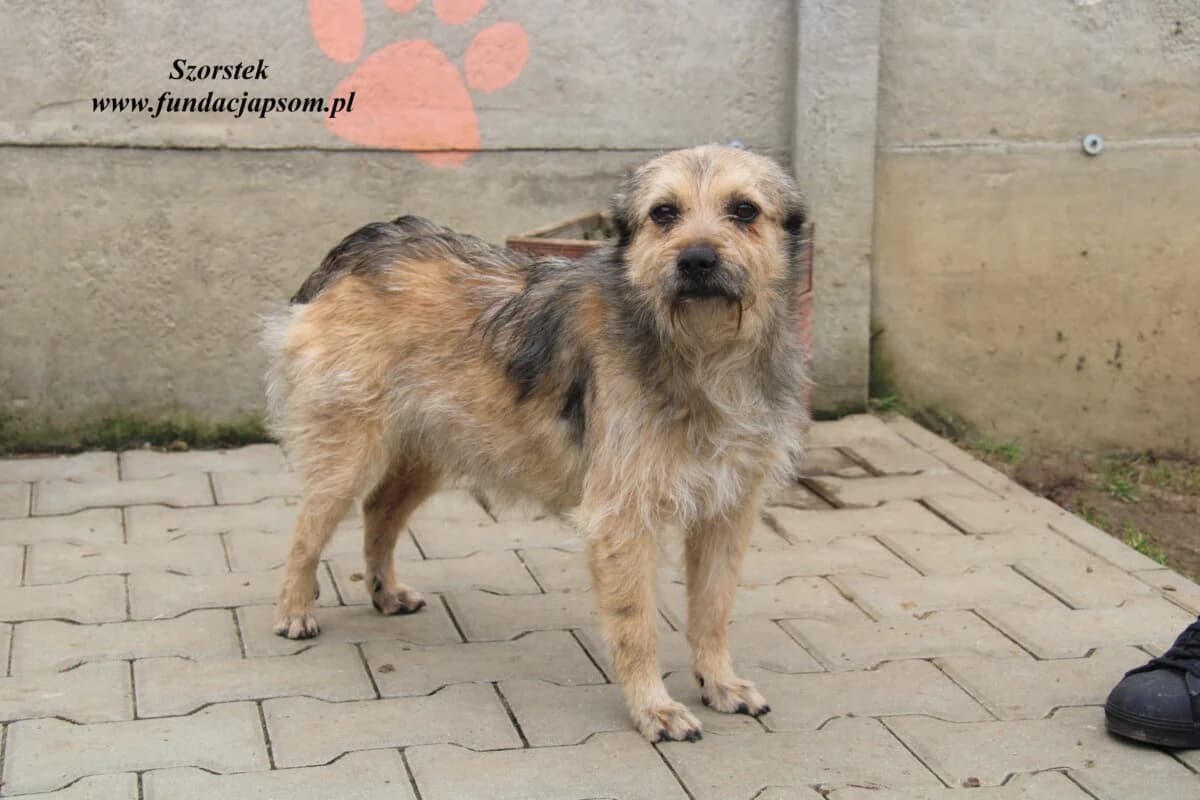 Szorstek, male 3yo mixed breed for adoption at Fundacja Przyjaciele Braci Mniejszych