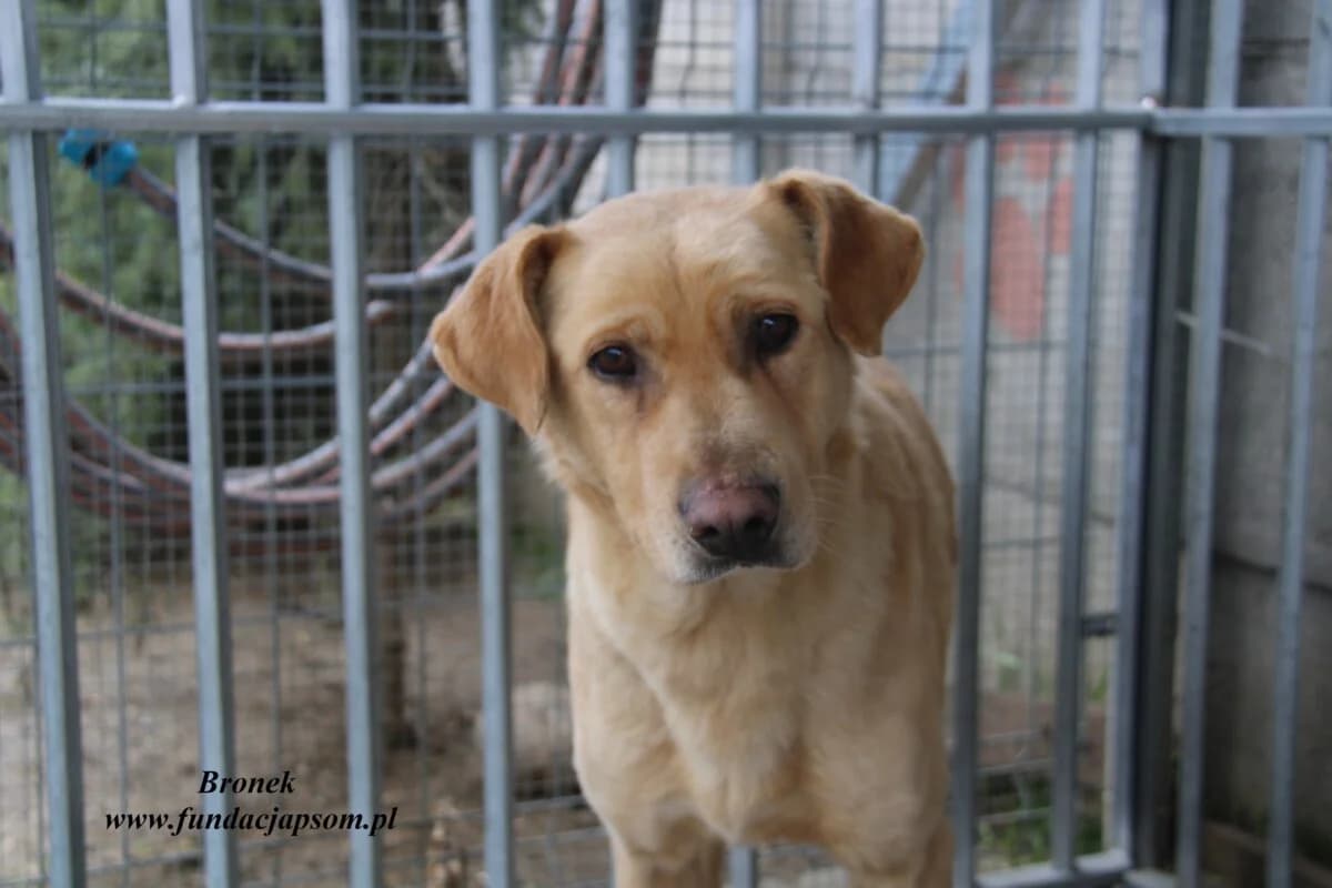 Bronek, male mixed breed for adoption at Fundacja Przyjaciele Braci Mniejszych