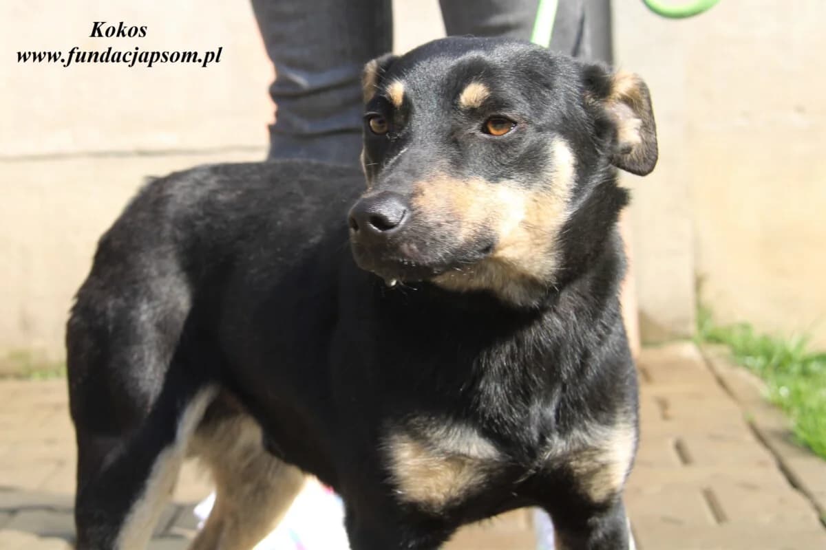 Kokos, male 3yo mixed breed for adoption at Fundacja Przyjaciele Braci Mniejszych