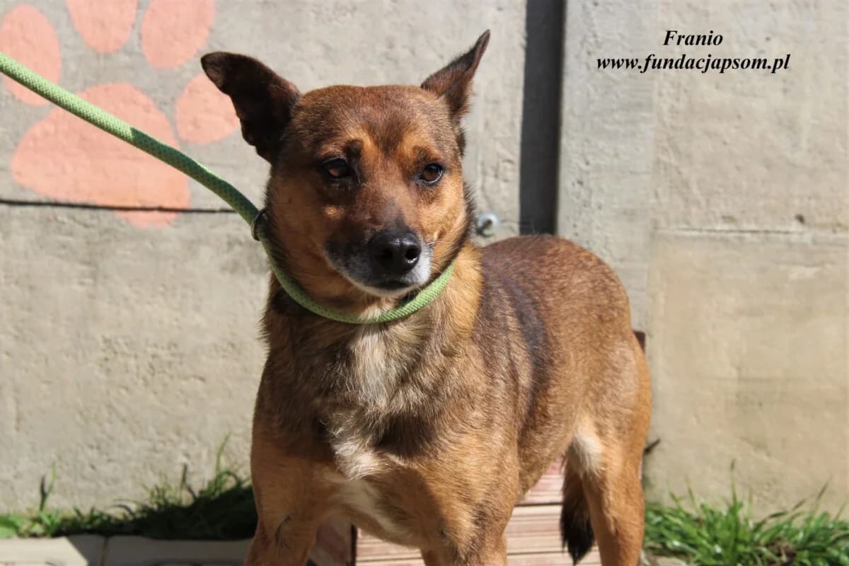 Franio, male 3yo mixed breed for adoption at Fundacja Przyjaciele Braci Mniejszych